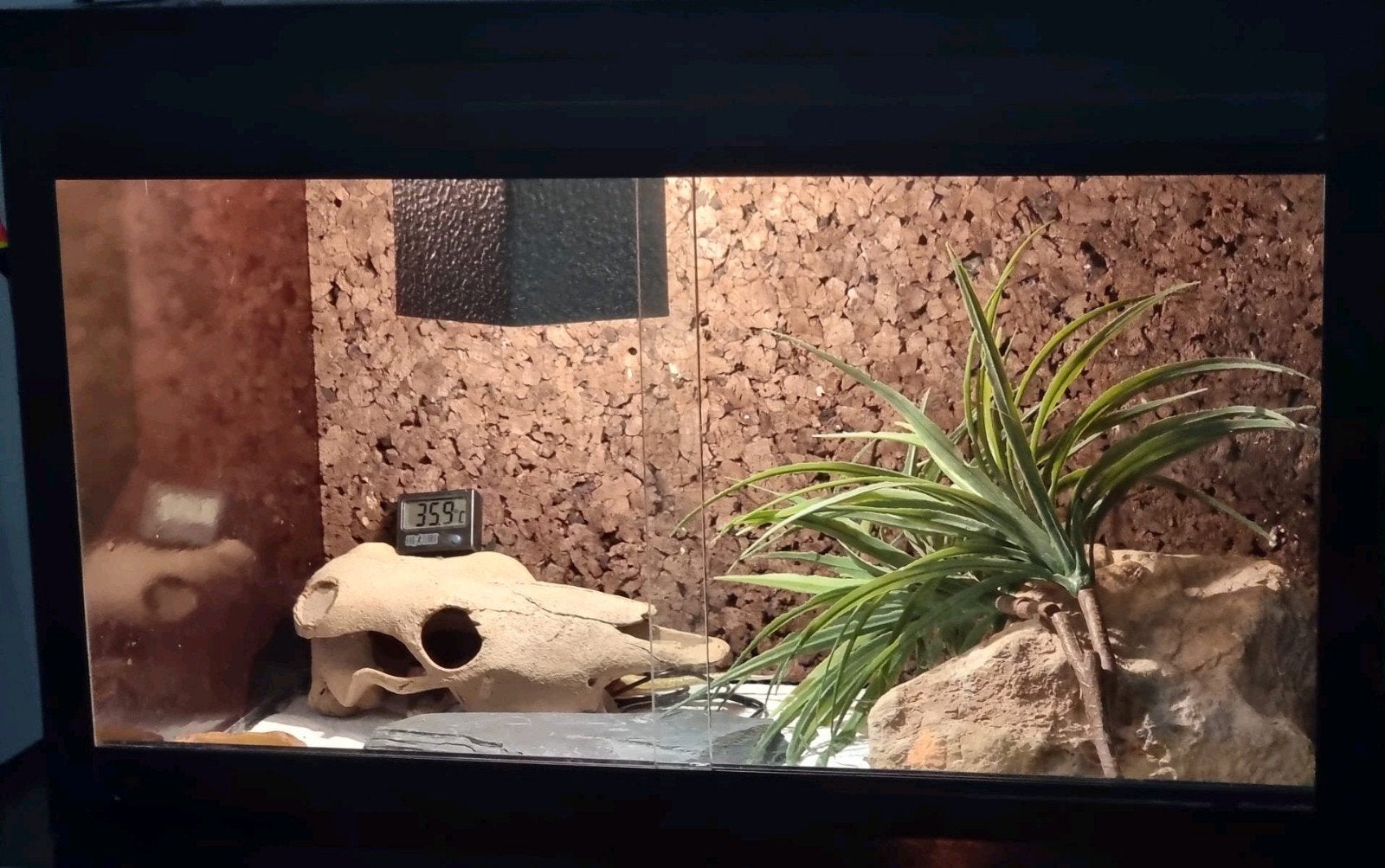 Berberskink/schneiderskink, Eumeces schneideri, Hagedis, Met terrarium, 11 jaar of ouder