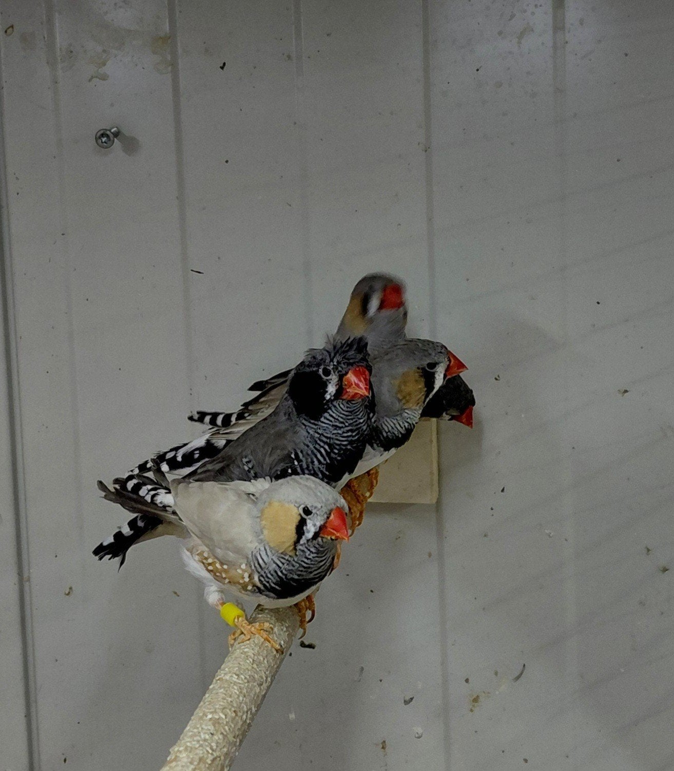 13-4 zebravinken in 1x €30, Dieren en Toebehoren, Vogels | Overige Vogels, Meerdere dieren