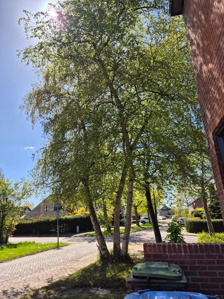 Bomen, Tuin en Terras, Planten | Bomen, Ophalen, Volle zon, Overige soorten