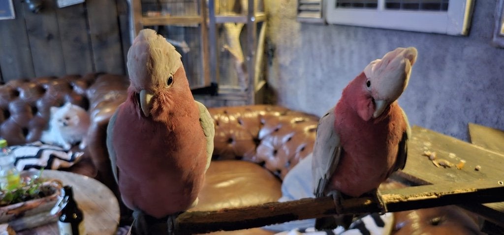 2 tamme pratende rose kaketoes te koop, Meerdere dieren, Papegaai, Pratend
