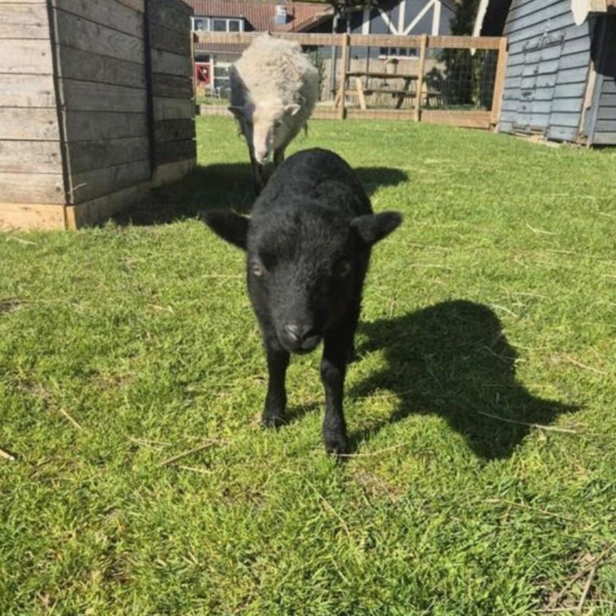 Lieve oussuant ram, Dieren en Toebehoren, Schapen, Geiten en Varkens, Schaap, Mannelijk, 0 tot 2 jaar