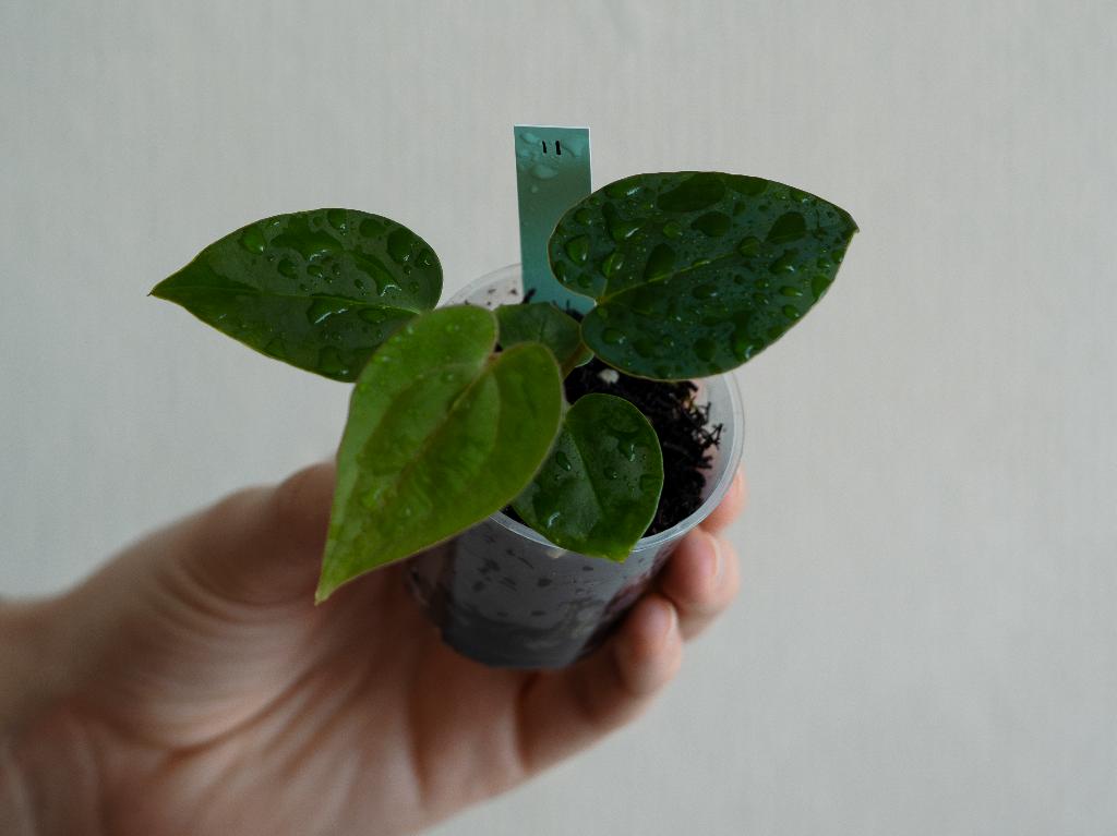 Anthurium Michelle x Papillilaminum zaailing #11, Overige soorten, Minder dan 100 cm, Groene kamerplant, Halfschaduw