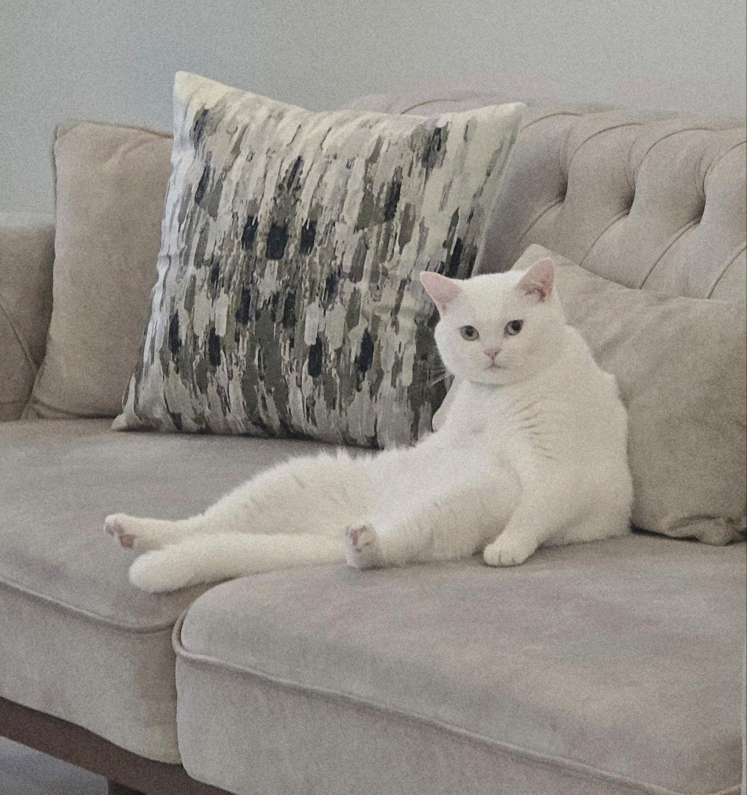 Lieve witte Britse korthaar met 2 gekleurde ogen, Dieren en Toebehoren, Kater, Gechipt, 3 tot 5 jaar