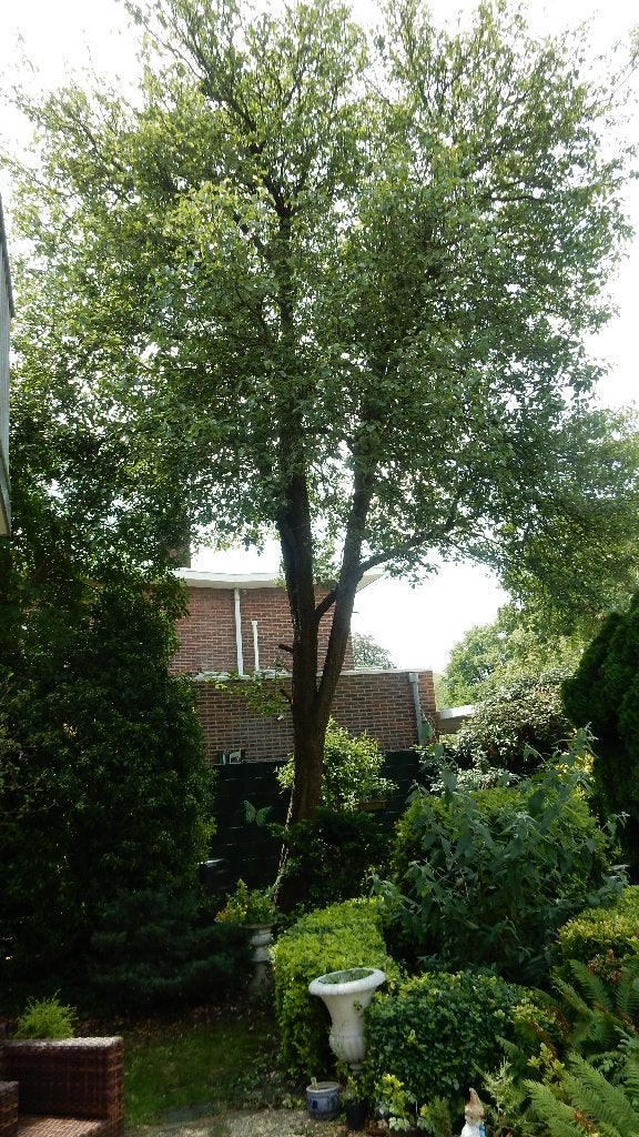 Tuinman/vrouw: Gevraagd boom te snoeien., Tuin en Terras, Planten | Bomen, Ophalen, Volle zon, Overige soorten