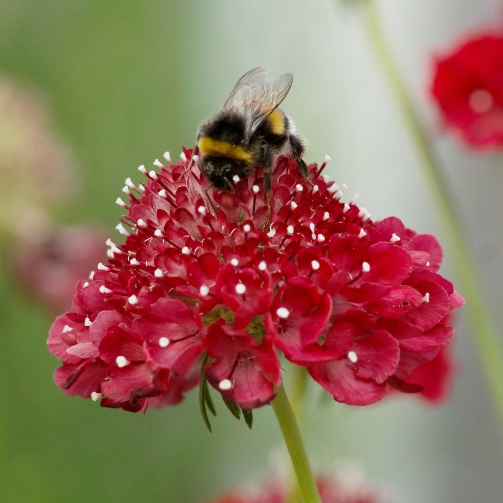 Zaden duifkruid rood (Scabiosa atropurpurea Fire King), Ophalen of Verzenden, Voorjaar, Volle zon, Zaad
