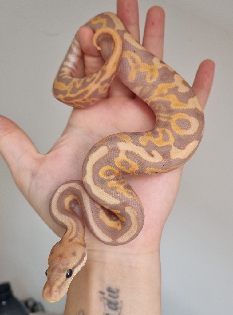 1.0 banana leopard spotnose od (bp) het clown 66% het pied, Dieren en Toebehoren, Slang, 0 tot 2 jaar