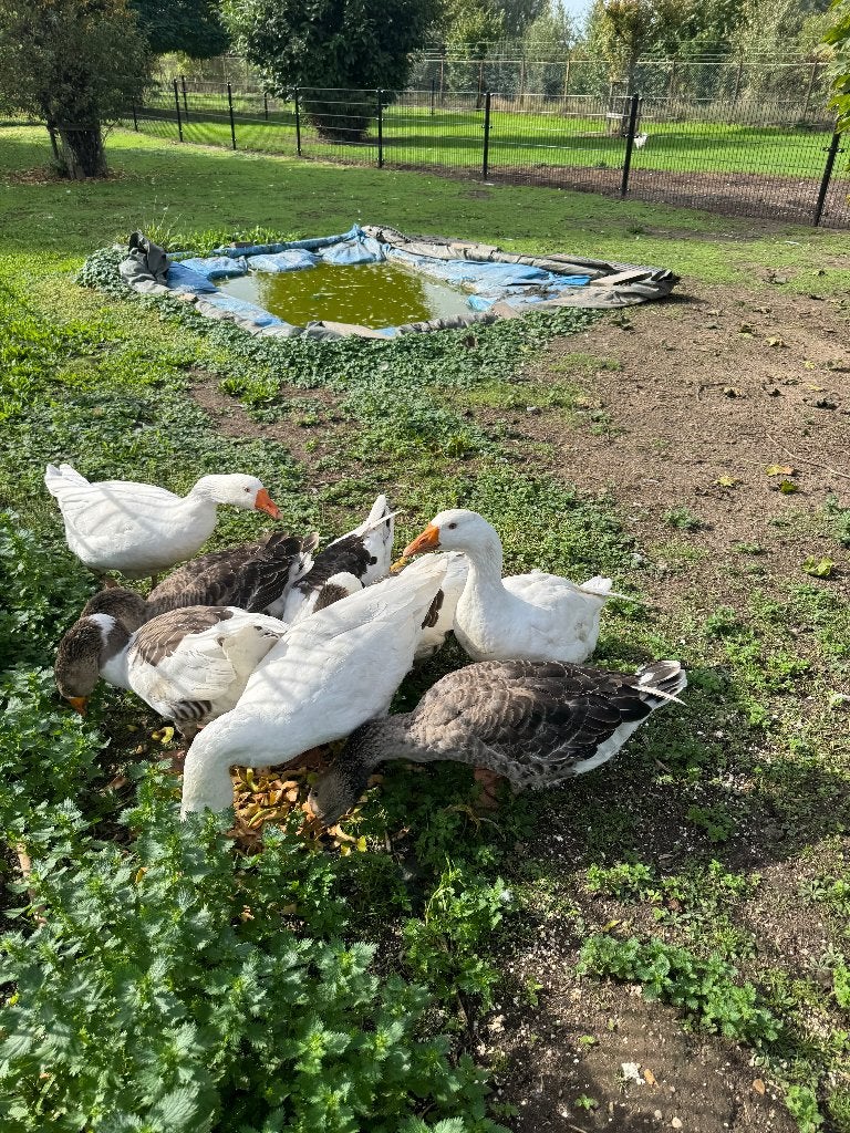 gans ganzen te koop, Dieren en Toebehoren, Geslacht onbekend, Gans of Zwaan