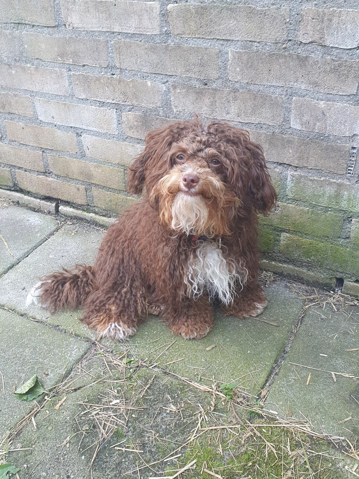 Prachtige Toypoedel reu van 8 maanden, Dieren en Toebehoren, 15 weken tot 1 jaar, Parvo, Meerdere, Nederland
