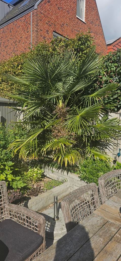 Prachtige palmboom, Tuin en Terras, Planten | Bomen, Volle zon, Ophalen of Verzenden, 100 tot 250 cm, Zomer