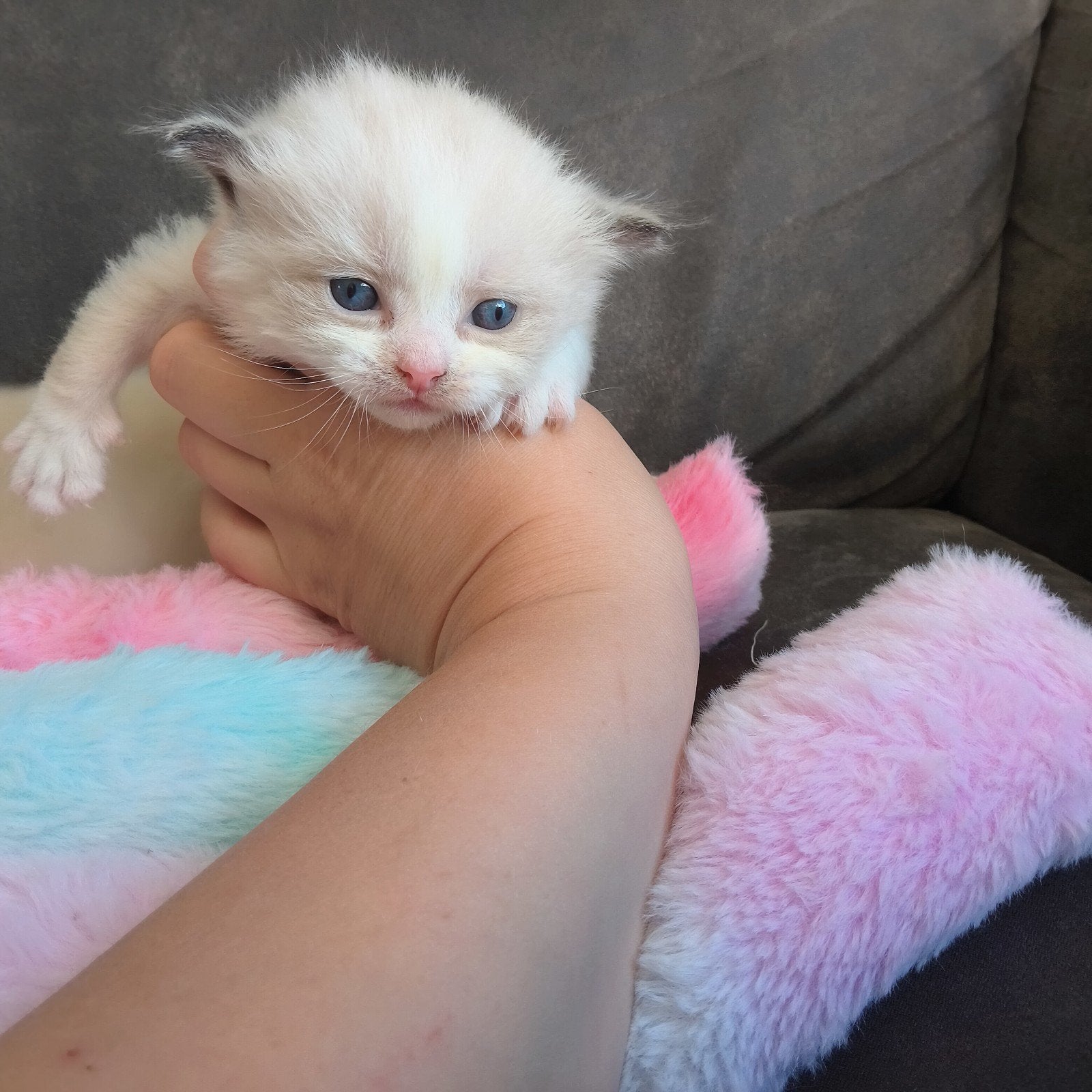 Ragdoll kittens zoeken een liefdevol thuis !nog 1 katertje!, Dieren en Toebehoren, Katten en Kittens | Raskatten | Langhaar, Meerdere dieren