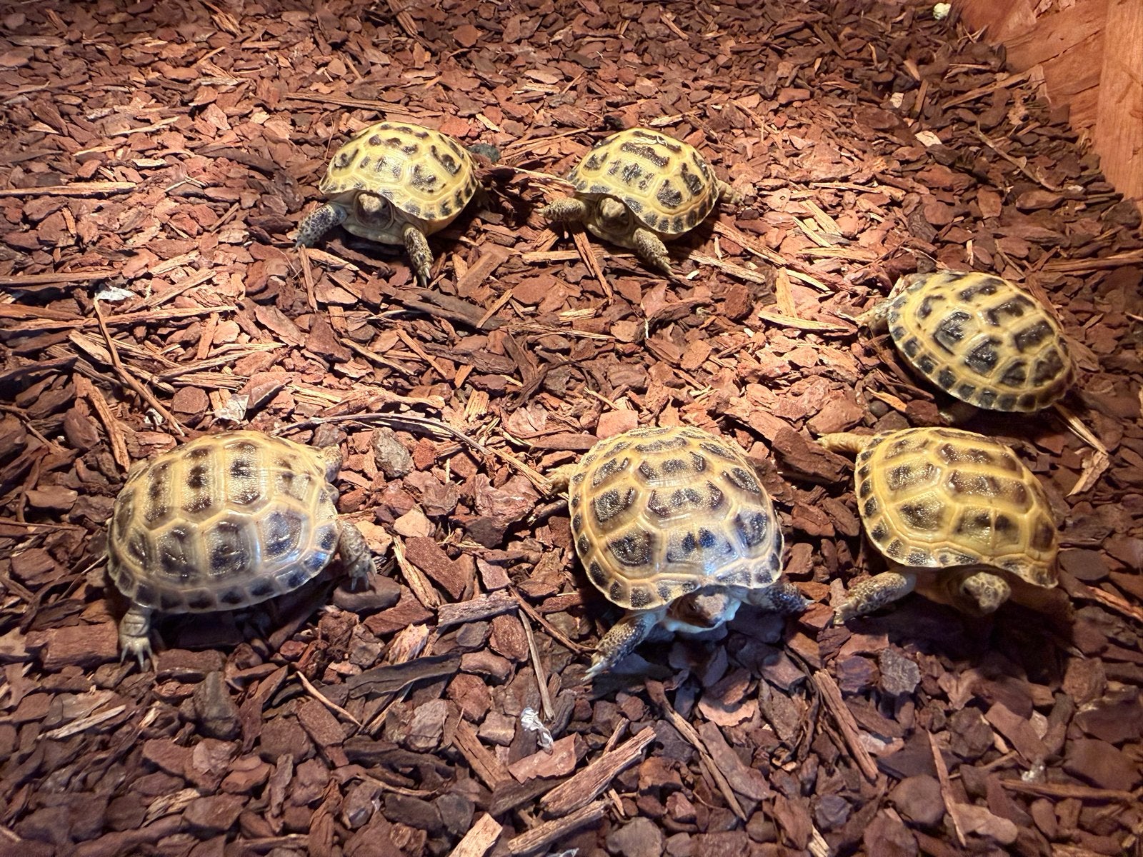 Jonge russische 4 teen schildpad testudo horsfieldii