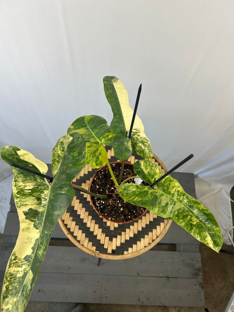 Philodendron Florida Beauty x Billiaetea - Zeldzaam!, Overige soorten, In pot, Minder dan 100 cm, Groene kamerplant