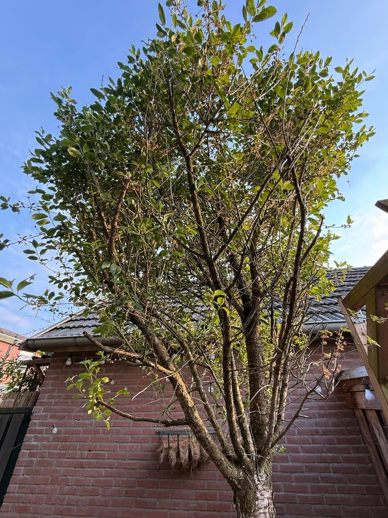 Prachtige boom voor uw tuin - gratis af te halen, Tuin en Terras, Planten | Bomen, Overige soorten, Lente, 250 tot 400 cm, Ophalen