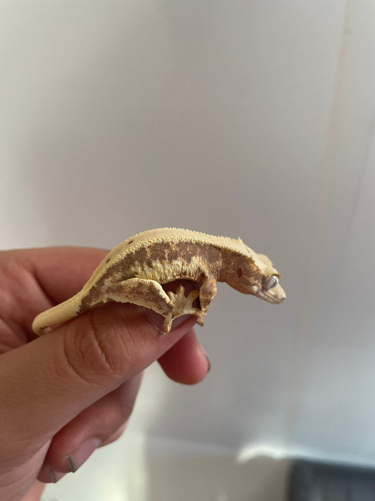 Wimpergekko tri color lilly white Crested Gecko - female for sale from Milan