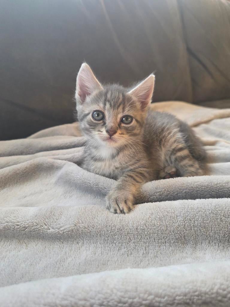 Lieve kittens, 0 tot 2 jaar