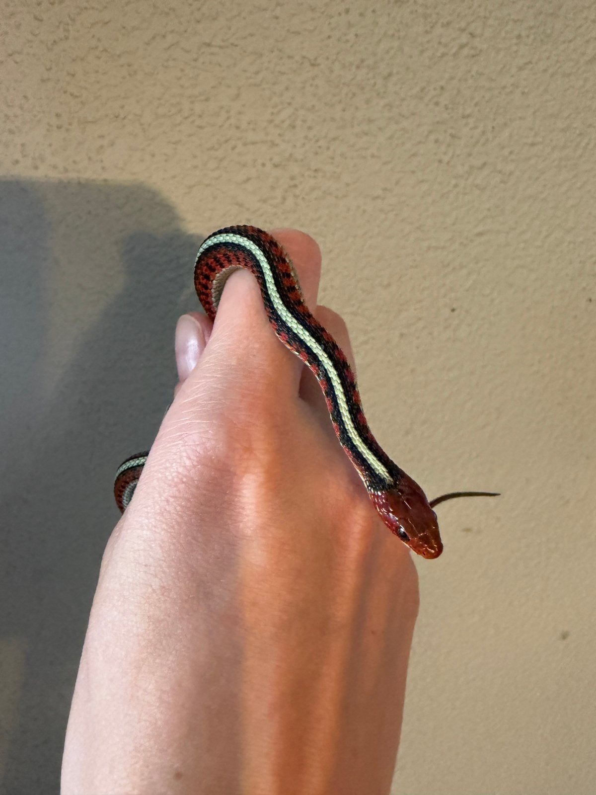 Thamnophis Sirtalis Infernalis, Dieren en Toebehoren, Slang, Tam, 0 tot 2 jaar