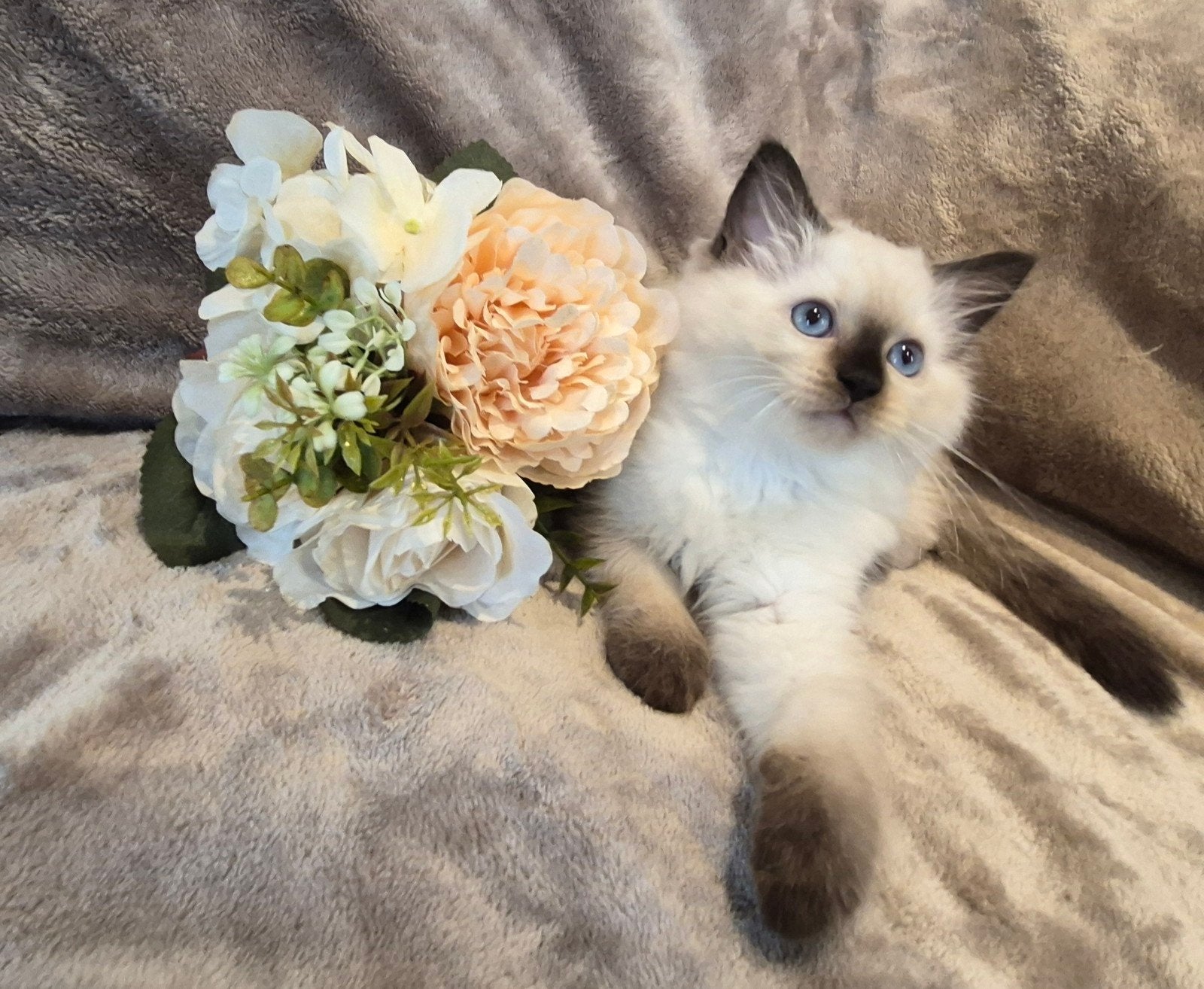 ragdoll kitten laatste poesje mag al na een nieuw huisje, Meerdere dieren