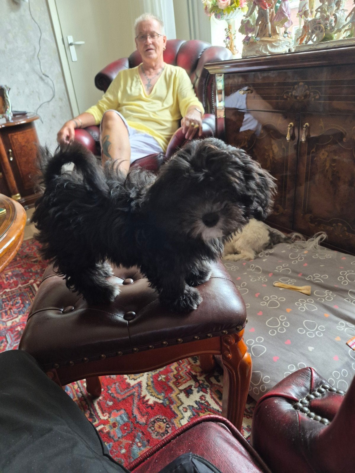 te koop Boomer/Maltipo €1000, Overige rassen, Teef, Eén hond, Nederland