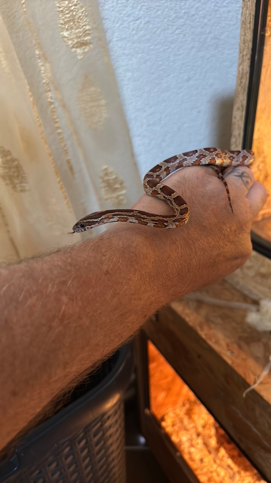 Doordat we te veel reptielen hebben gaat dit weg, 0 tot 2 jaar