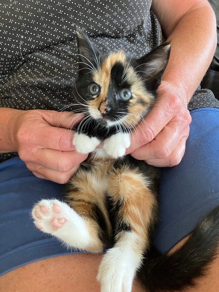 Lieve kittens, Dieren en Toebehoren, Poes, 0 tot 2 jaar