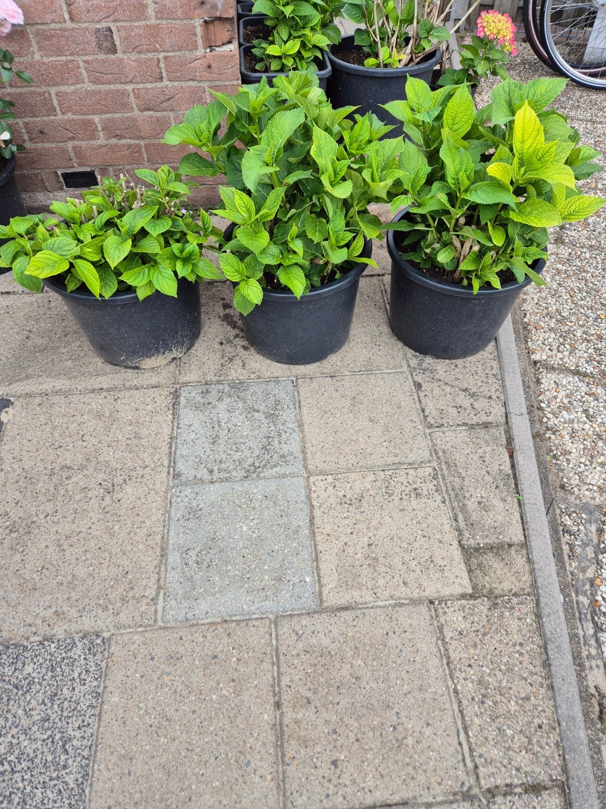 Mooie, gezonde hortensia's in 25L potten, Tuin en Terras, Ophalen