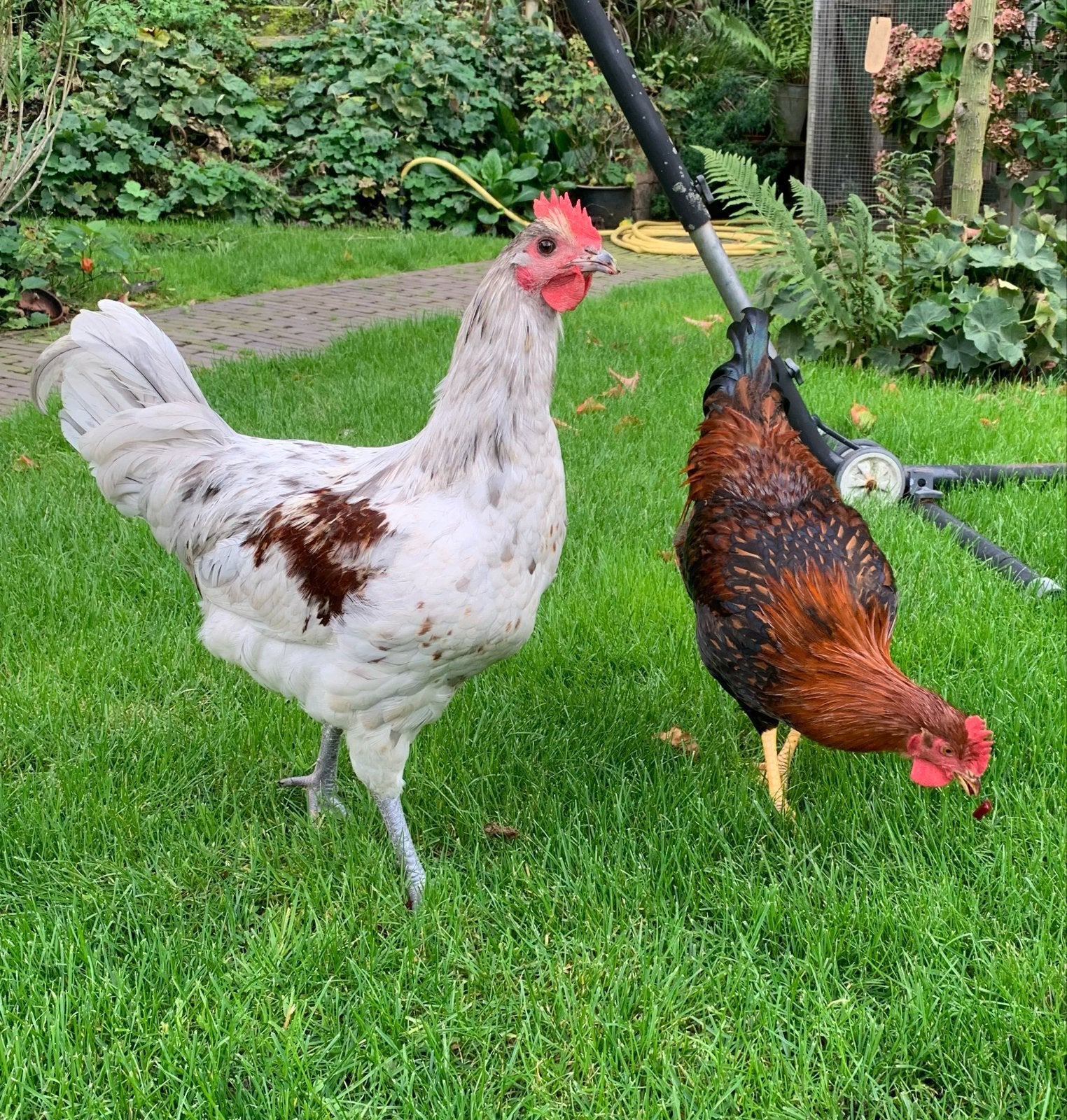 Jonge haan wit grijs, groot soort, Dieren en Toebehoren, Mannelijk, Kip