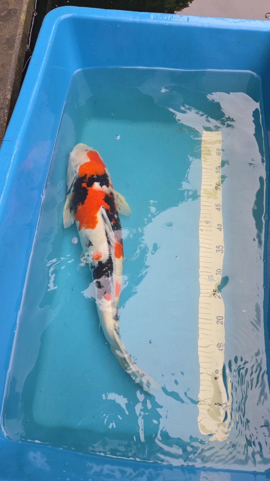 Japanse Showakoi 50-55 cm, Dieren en Toebehoren, Vissen | Vijvervissen, Karper of Koi