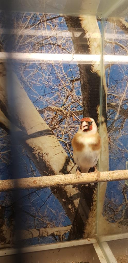 Koppel broedrijpe majoor putters, Dieren en Toebehoren, Meerdere dieren, Wildzangvogel