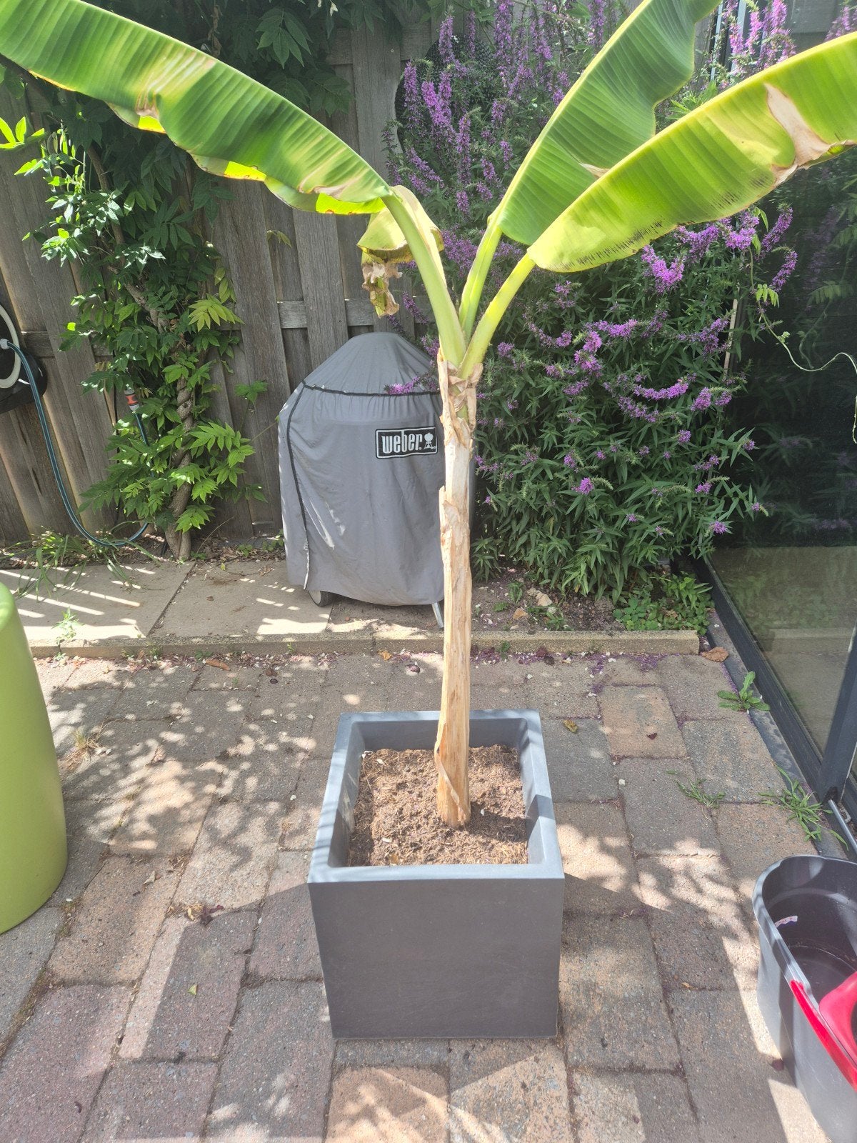 Bananenboom met Kunstofbak., Ophalen, Overige soorten, Volle zon