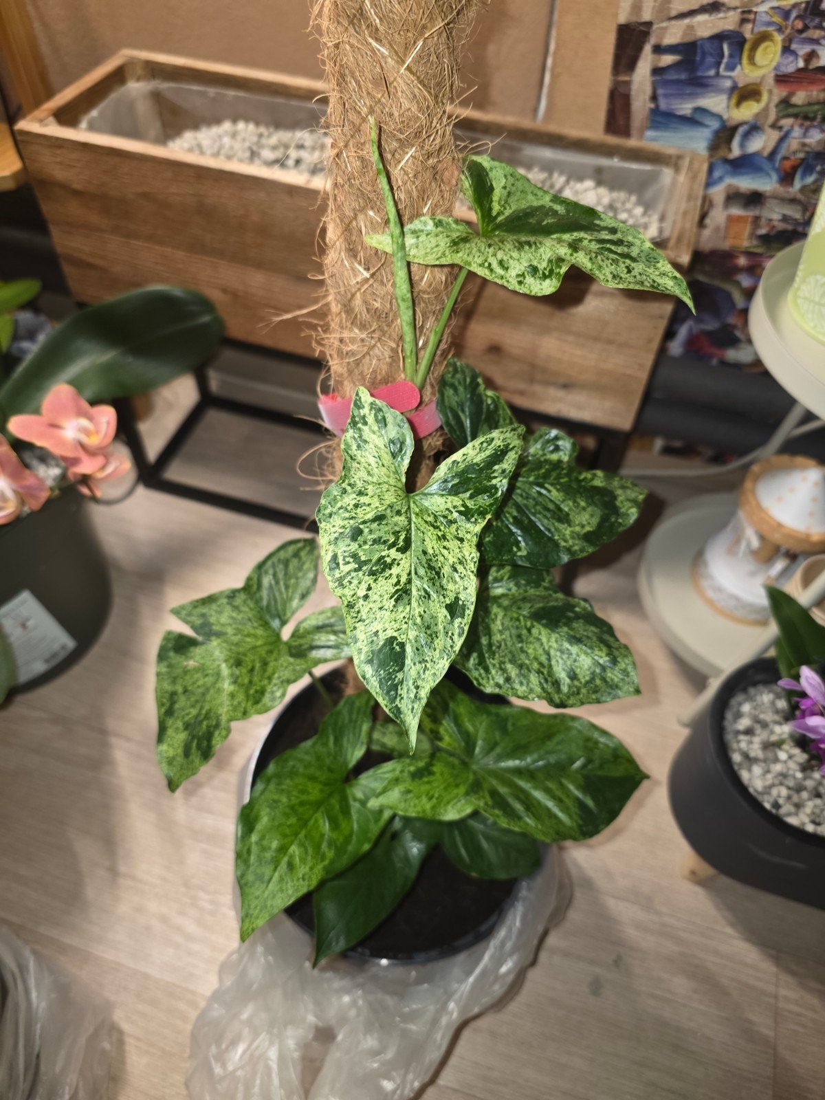 Syngonium Mottled Mojito, Ophalen, Overige soorten, Halfschaduw, In pot
