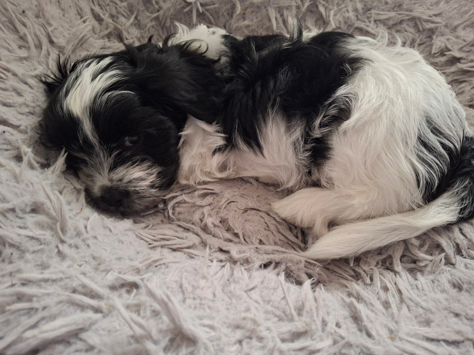 Nog 2 maltipoo reutjes pups ..., Reu, 8 tot 15 weken, Meerdere, Nederland
