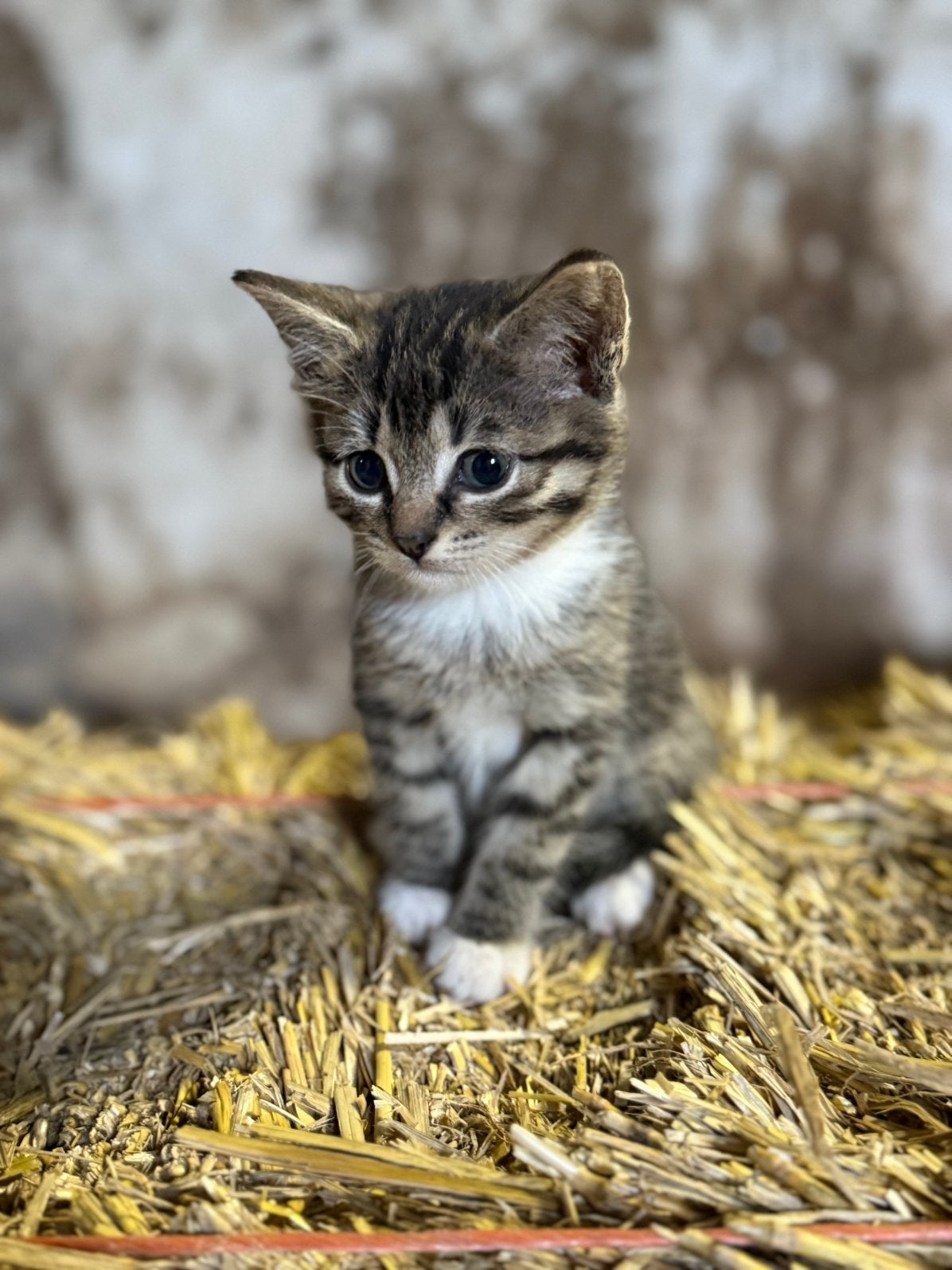 Mooie boerderij kittens (3 stuks), Meerdere dieren, 0 tot 2 jaar
