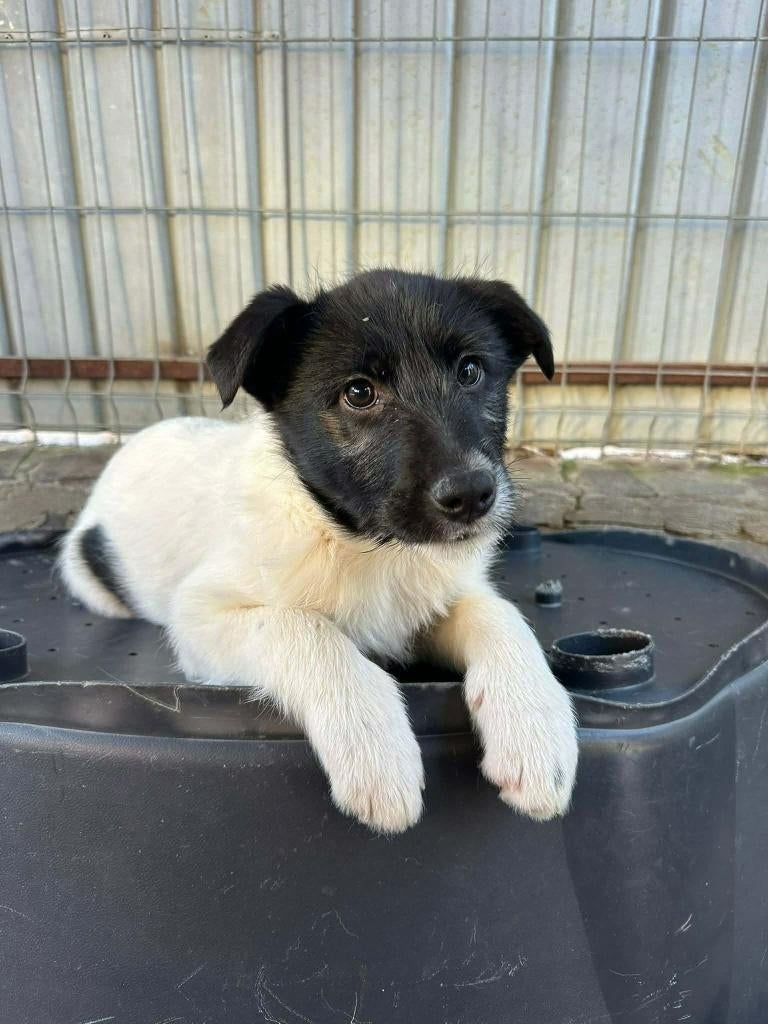 VIDA, RUSTIG, MENSGERICHT, LIEF, JONG, TEEFJE, ZOEKT FAMILIE, Dieren en Toebehoren, Honden | Niet-rashonden, 15 weken tot 1 jaar
