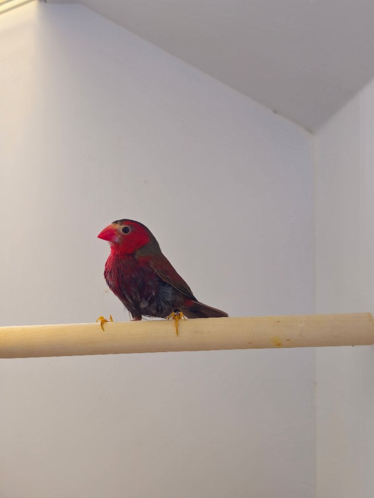 Zonastrilde | Man | 2025 | Volledig op kleur, Mannelijk, Tropenvogel, Geringd