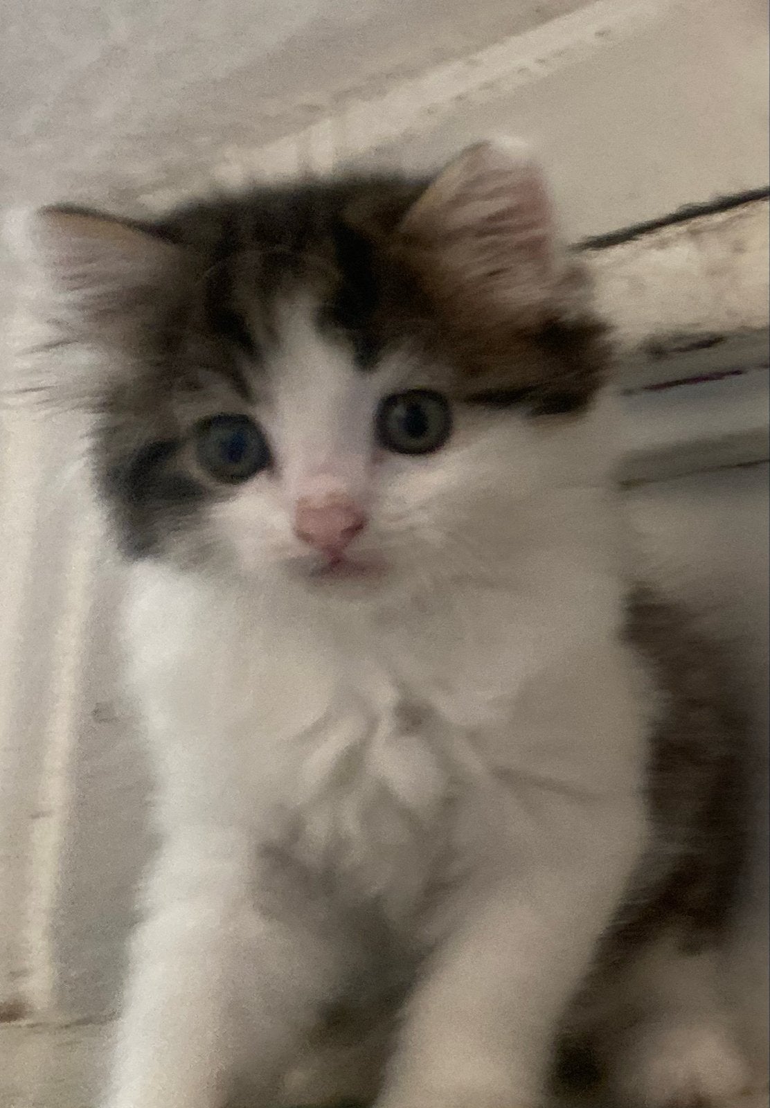 kittens, Dieren en Toebehoren, Katten en Kittens | Overige Katten, Meerdere dieren