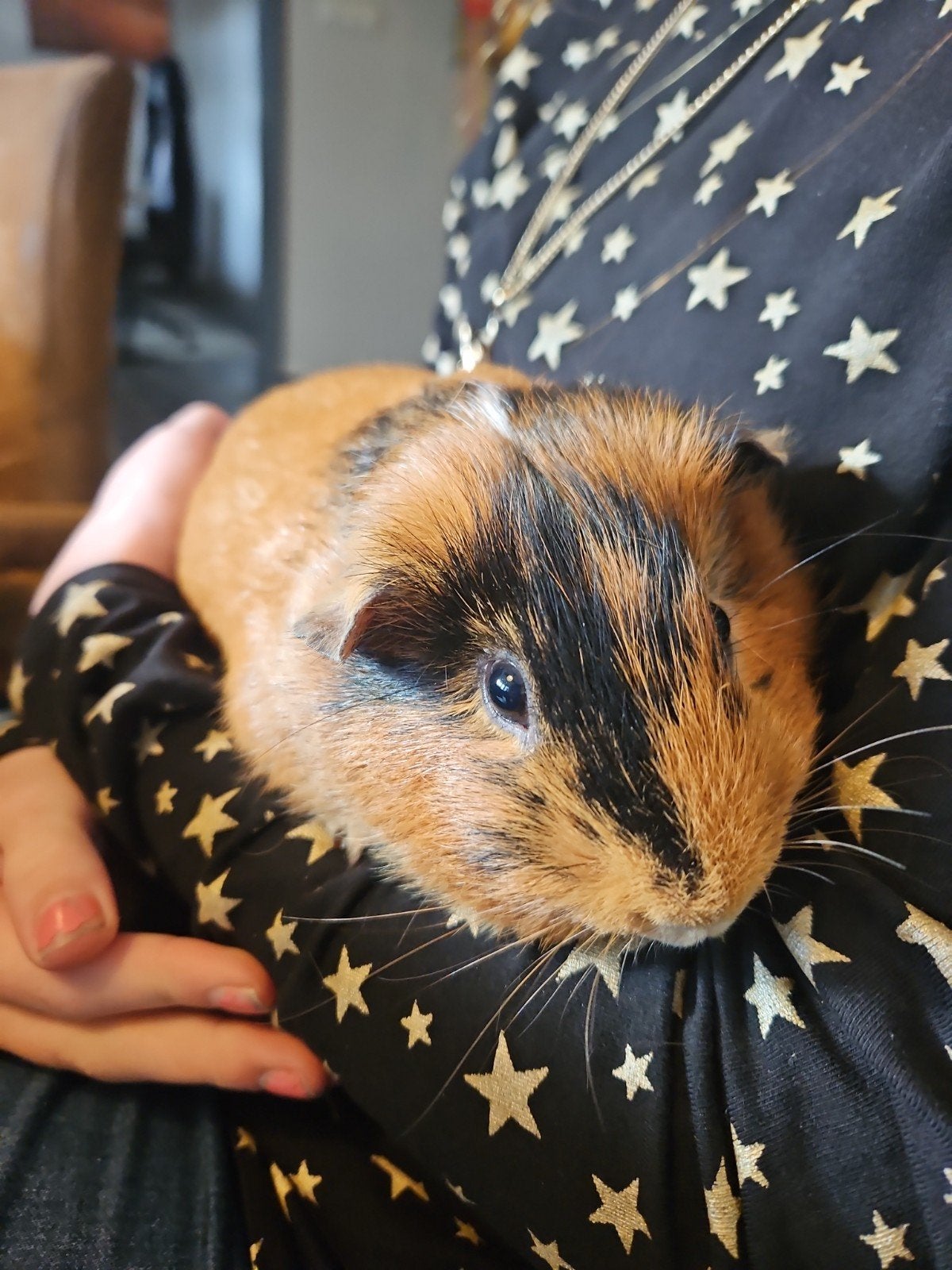 Bobby, jong mannetje, cavia, Mei, Mannelijk, Cavia