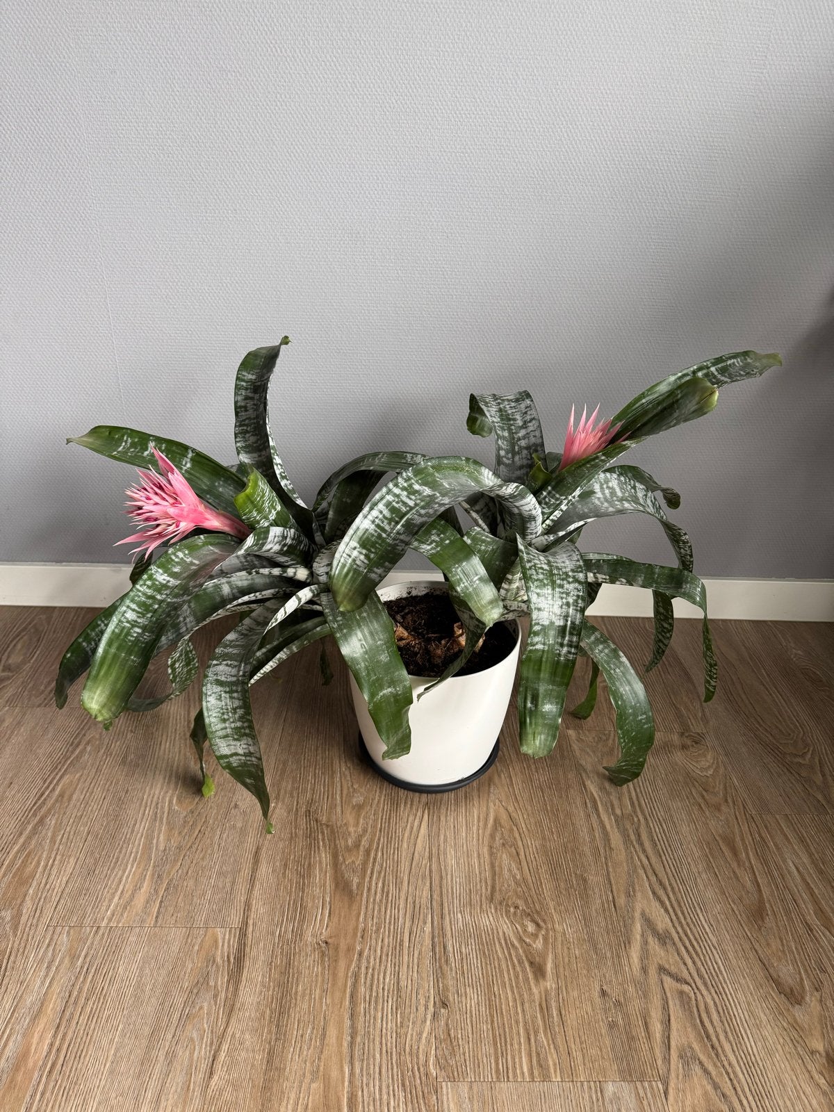 Aechmea fasciata - Bromelia - In bloei, Huis en Inrichting, Kamerplanten, Overige soorten, In pot, Bloeiende kamerplant, Halfschaduw