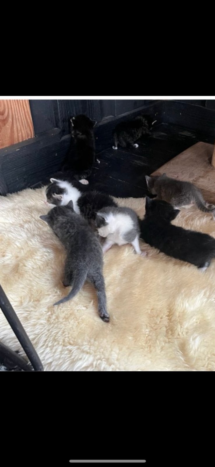 kittens te koop, Dieren en Toebehoren, Katten en Kittens | Overige Katten