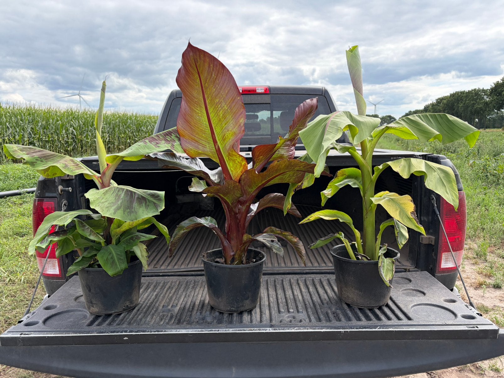 Bananenplant Musa Dwarf Cavendish Ensete Maurelli Basjoo, Tuin en Terras, Planten | Tuinplanten, Ophalen, Overige soorten, Volle zon