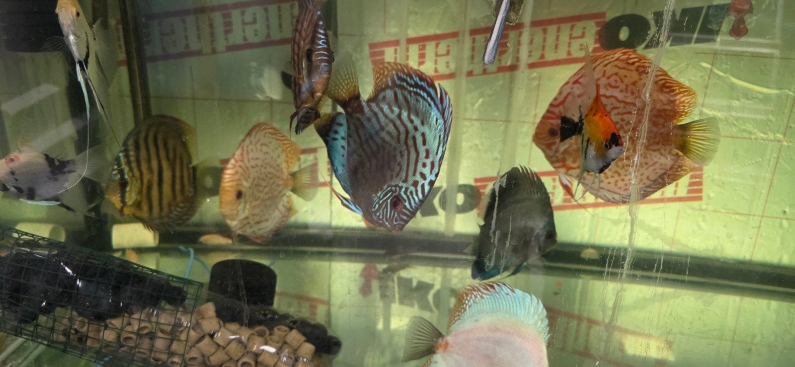discus