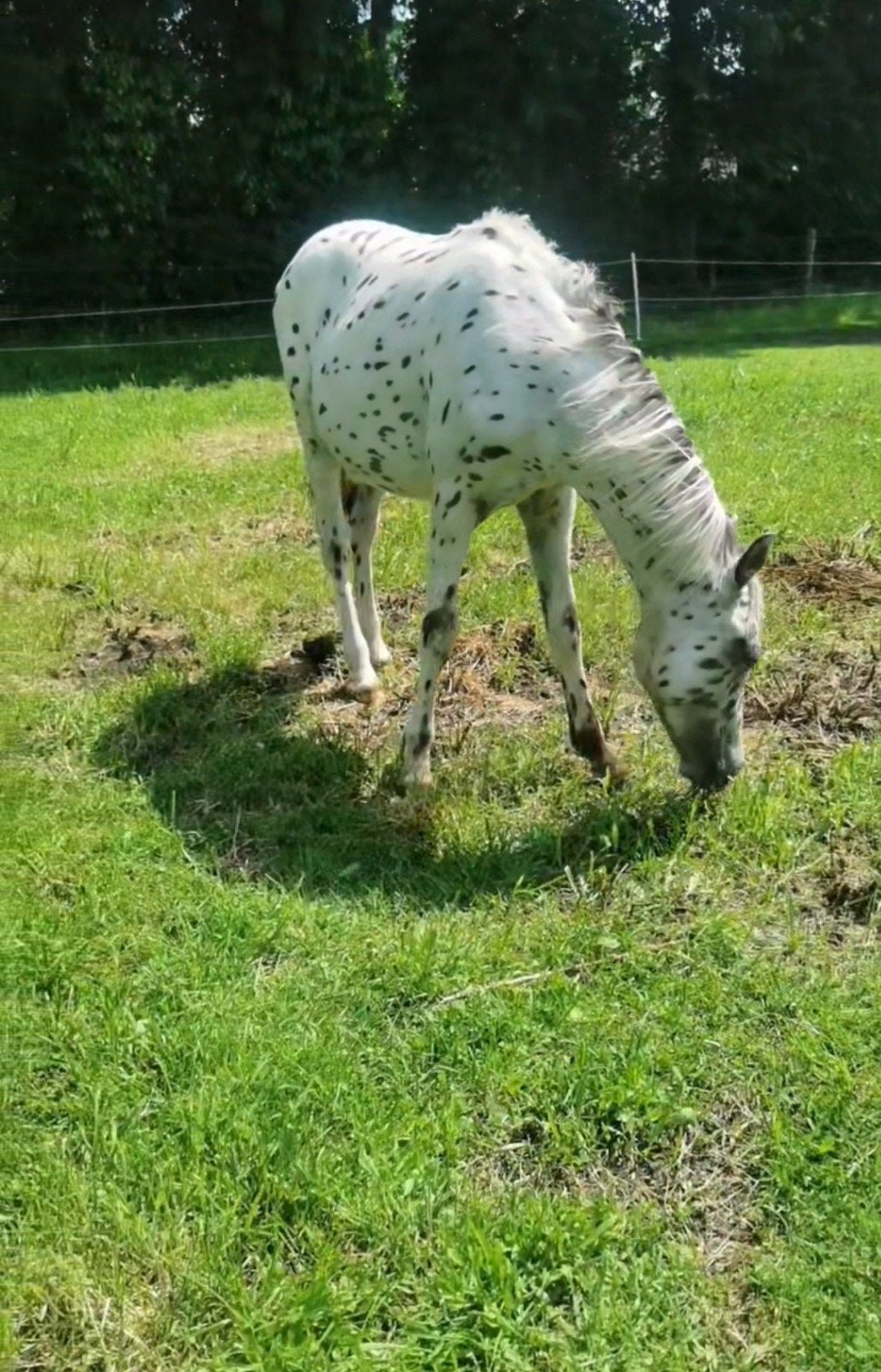Kwaliteit 's,  appaloosa, pintaloosa, Dieren en Toebehoren, Paarden en Pony's | Dekhengsten en Fokmerries, Merrie