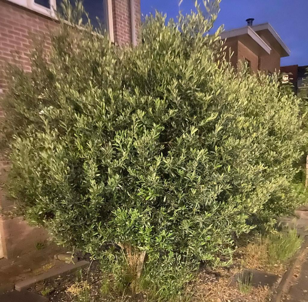 2 Olijfbomen zelf eruit halen, Tuin en Terras, Planten | Bomen, Ophalen of Verzenden, Volle zon, Olijfboom, 250 tot 400 cm