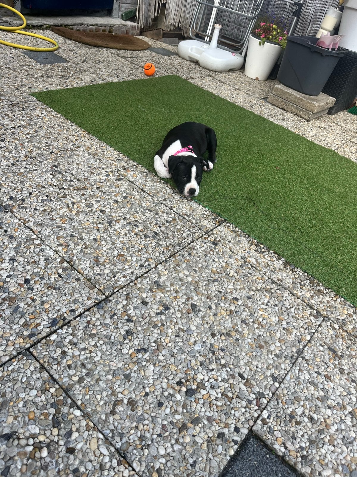 Amerikaanse buldog, Dieren en Toebehoren, Teef, Eén hond, Klein, Nederland