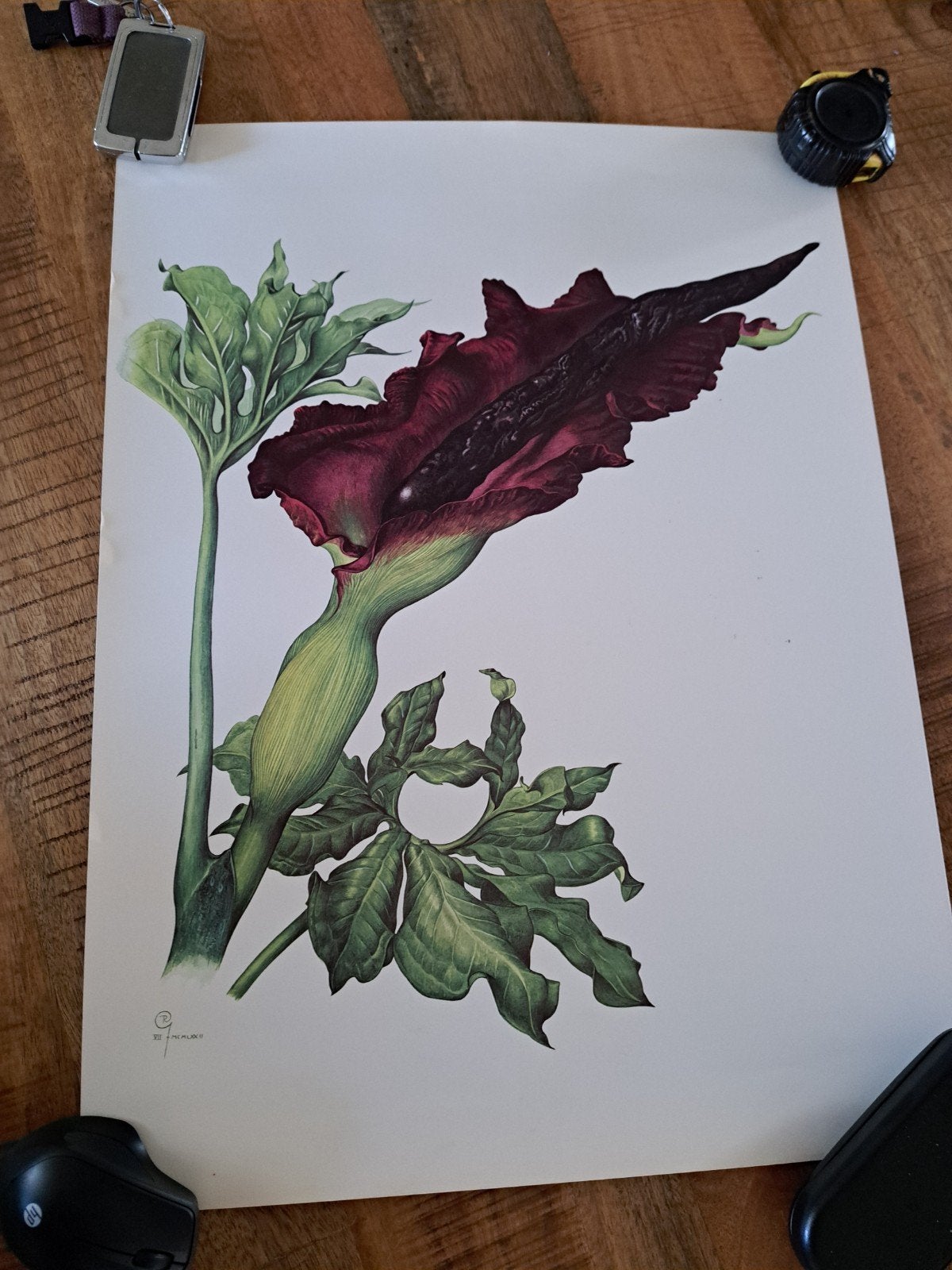 Botanische print Dracunculus vulgaris Schott - R. Ghislain, Ophalen of Verzenden, Print, Print/reproductie