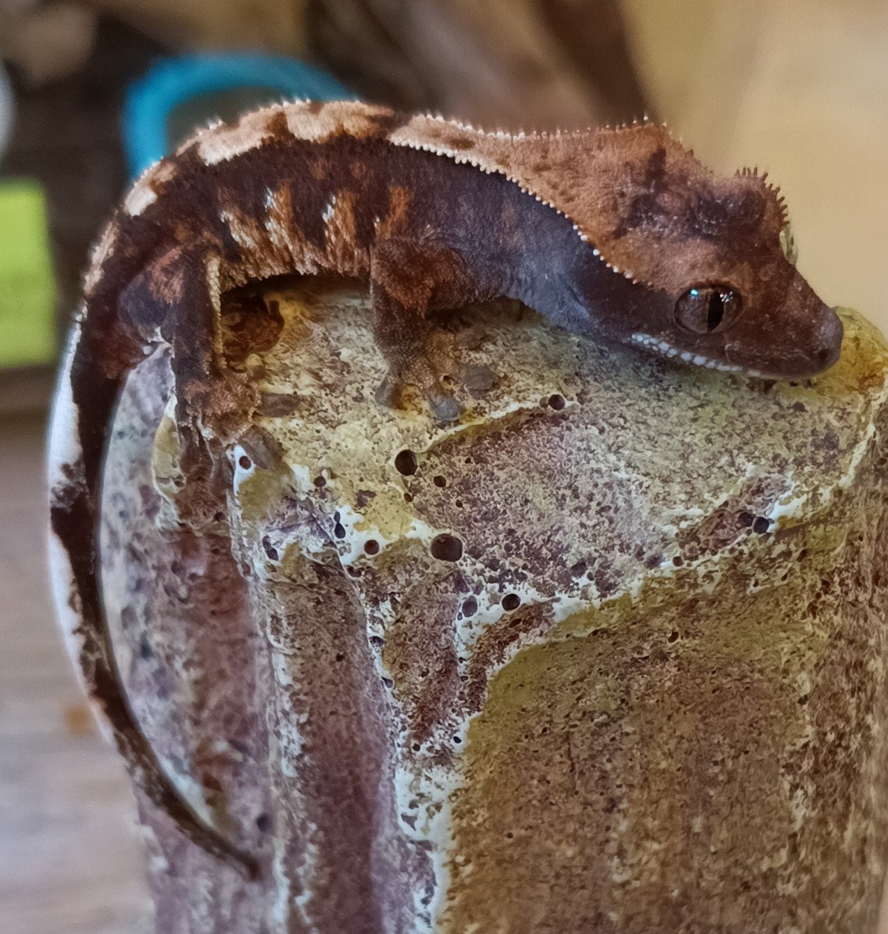 Wimpergekko nakweek 2026 harlequin Crested Gecko photo 2