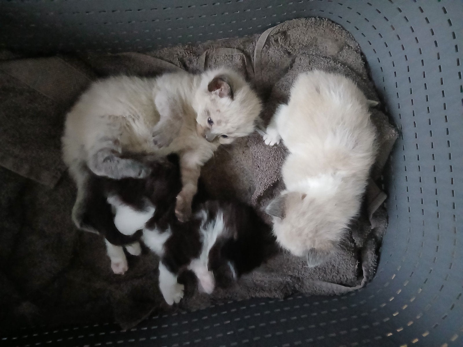 Ragdoll kittens, Meerdere dieren, Met stamboom