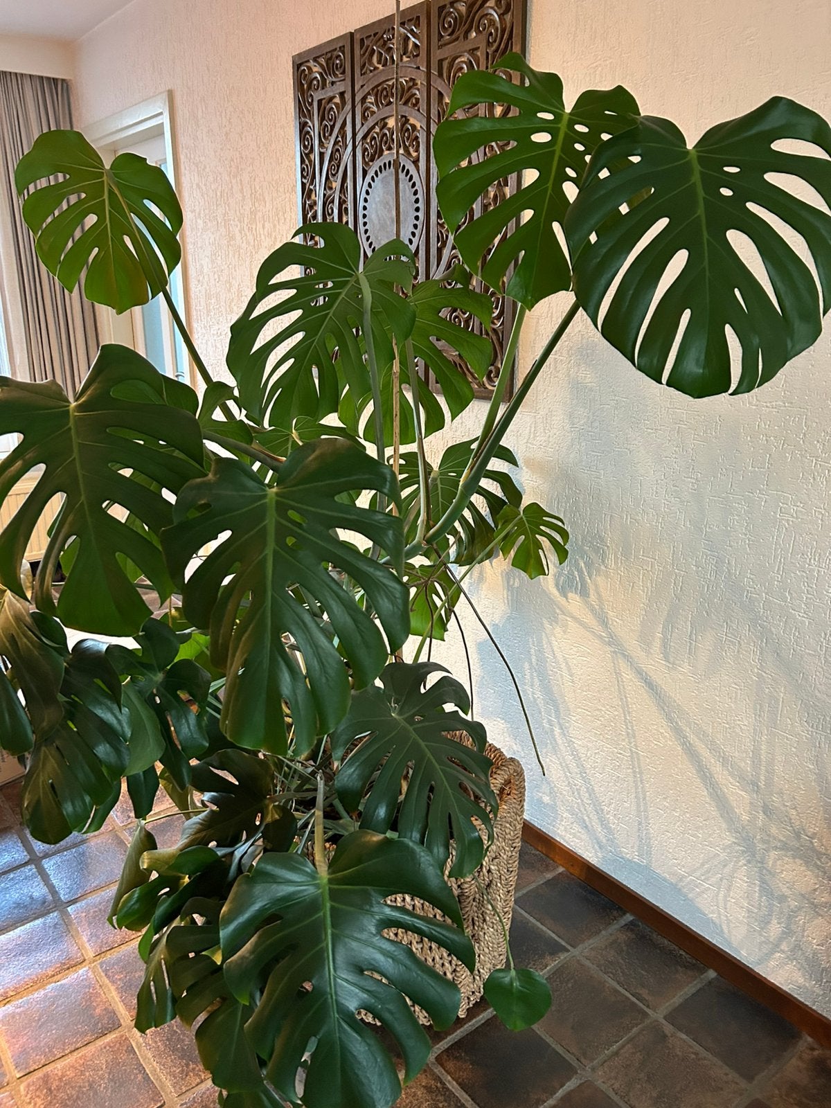 Prachtige vingerplant (Monstera delicosa) met grote mand, Huis en Inrichting, Ophalen, Overige soorten, Halfschaduw, In pot