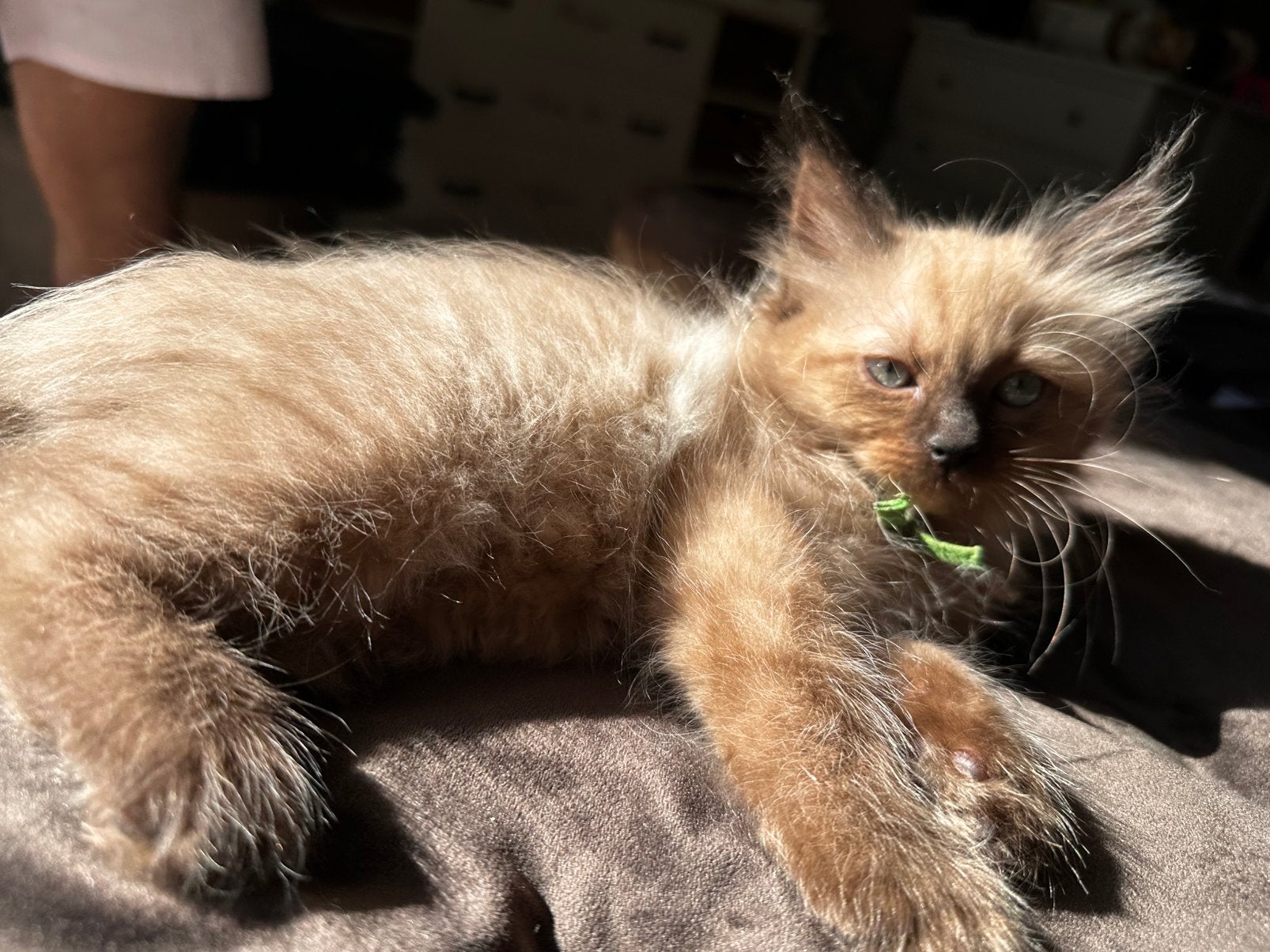 100% ragdoll kittens   seal mink—seal point—blue mink, Meerdere dieren, Gechipt, 0 tot 2 jaar