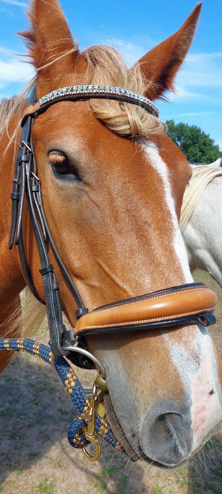 Bling-bling! bruin-zwart cognac Lederen hoofdstel mt Cob., Bruin, Ophalen of Verzenden, Zo goed als nieuw, Cob