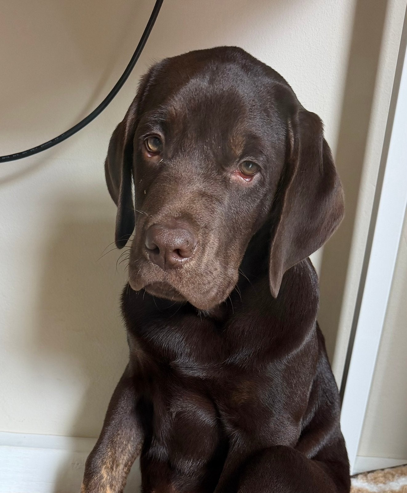 Herplaatsing Labrador pup 21 weken, 15 weken tot 1 jaar, Reu, Labrador retriever, Eén hond